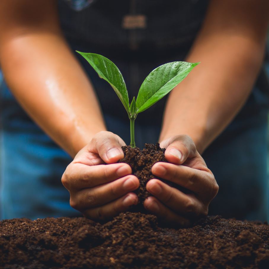 Osivá / Cibuľoviny